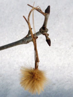 On a fallen branch