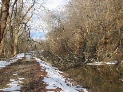 Fallen trees