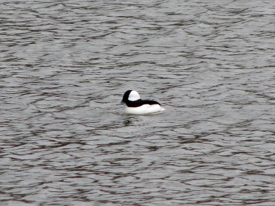 The Bufflehead