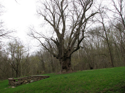 The old maple tree at Lock 26