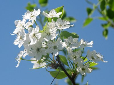 Spring flowers catch the sun