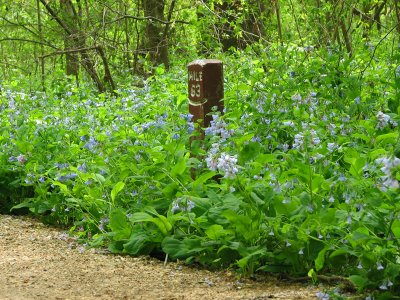 Bluebells