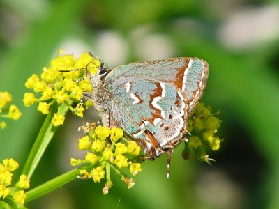 Yes, it could be a Juniper hairstreak