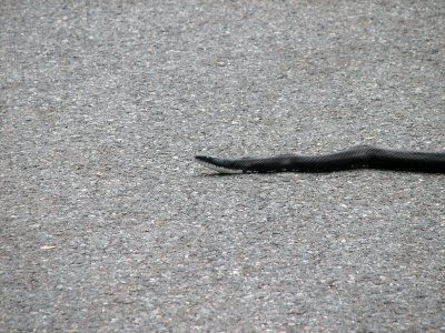 Black rat snake crossing the road