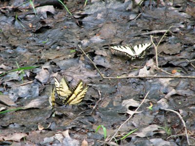 Gathering of swallowtails