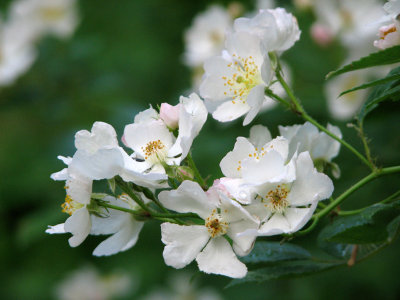 Wet flowers on the trail