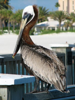 Brown Pelican
