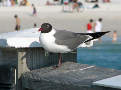 Most likely a Laughing Gull