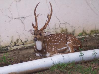 The resting deer