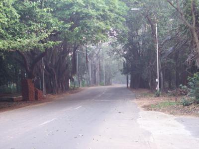 Banyan trees line Delhi Avenue