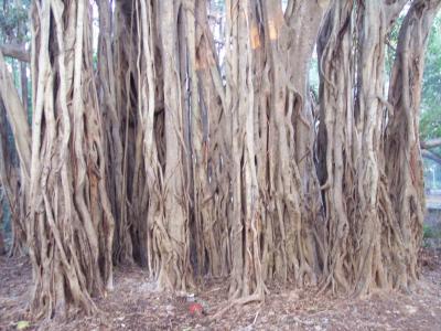 Roots