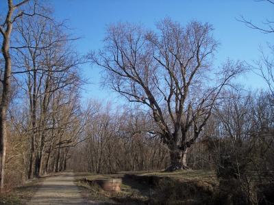 Remains of Lock 26 (Woods Lock)