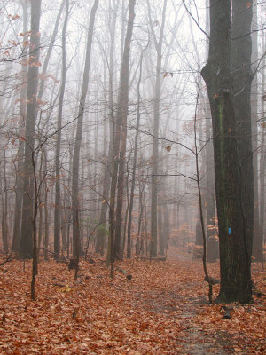 Misty woods on a rainy day