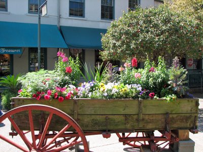 Spring flowers