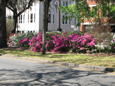 Flowers across the road