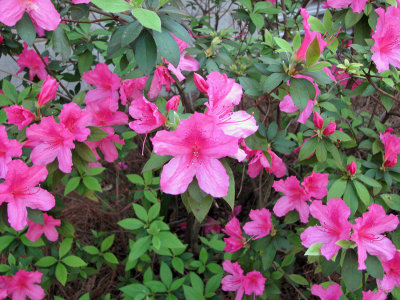 Hibiscus from Savannah