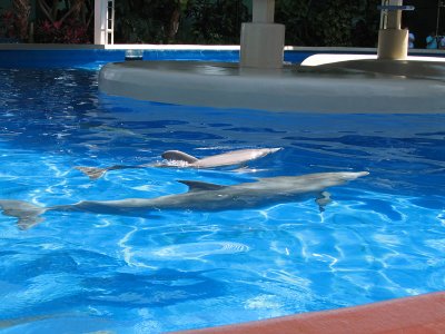 Dolphins up close