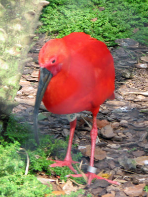 Strange red bird