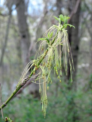 Beauty of Spring