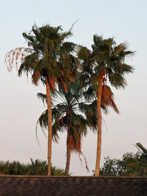 Sunset on the palm trees