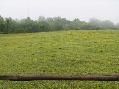 Field covered with wildflowers