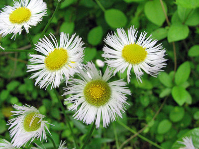 Triangle of flowers