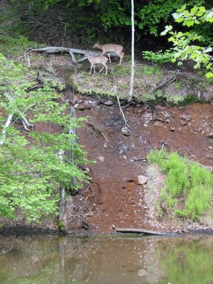 Deer on the other side of the canal
