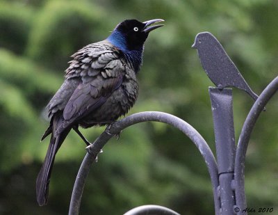 Grackle and Friend