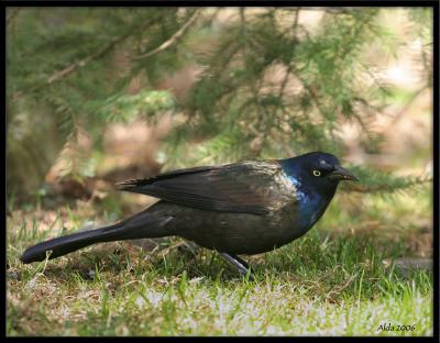 Grackle 3