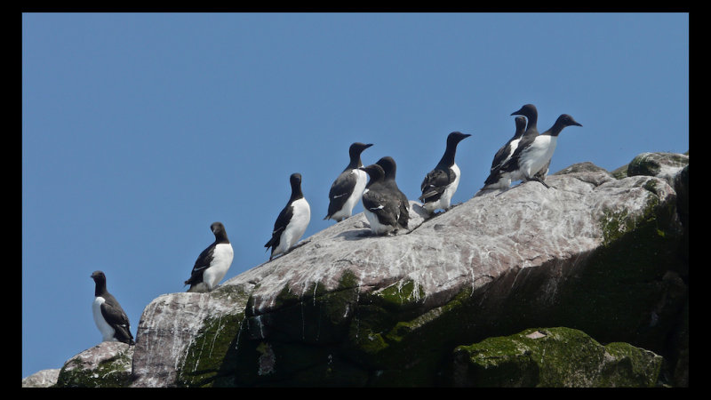 Newfoundland - Bay Bulls