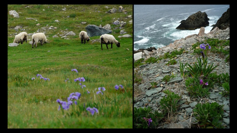 Newfoundland