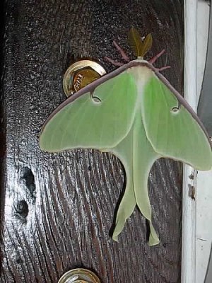 Moth on stair railing (forgot name)