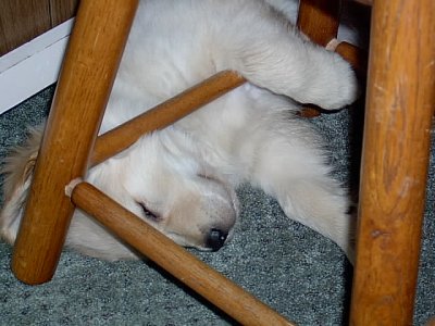 Sleepy puppy at 3 months old