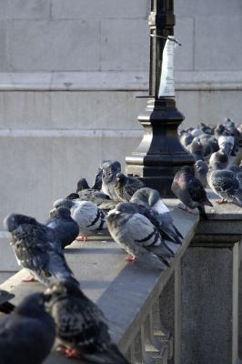 Pigeons morning meeting at Trafalgar Square