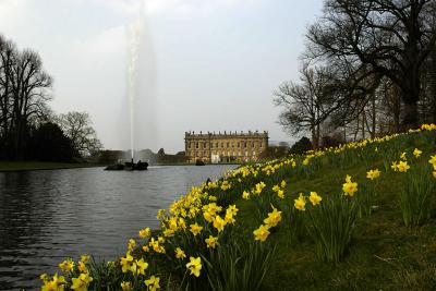 Daffodils and house