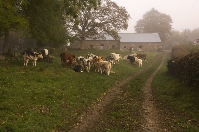 Cows at Glyn Farm