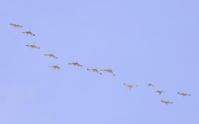 cranes3513.jpg