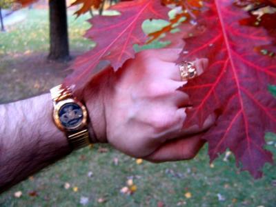 Claddagh fall colors