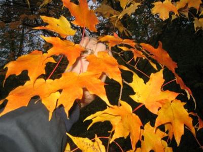 Reaching into Fall