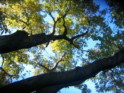 looking up into pure magic