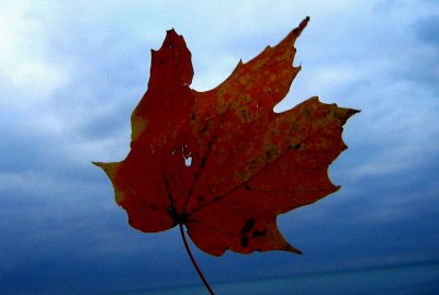 windy city fall wonder...