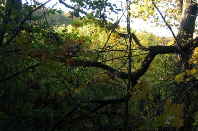 hopelessly trapped in a whirlwind of fall fury...