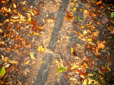 such lyrical leafy pals began singing their heartfelt tunes...
