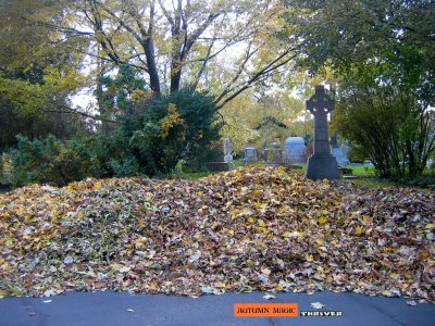 nurturing november piles of pure gold...