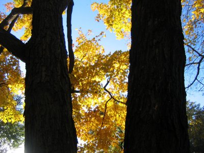 between the magical legs of a tree-mendous spirit...