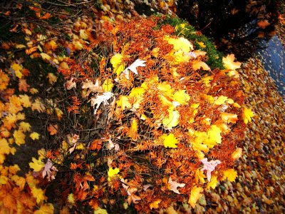 leafy pals love to share secrets with sweet sally shrub