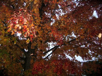 Fall Family Foliage of Tree-mendous October
