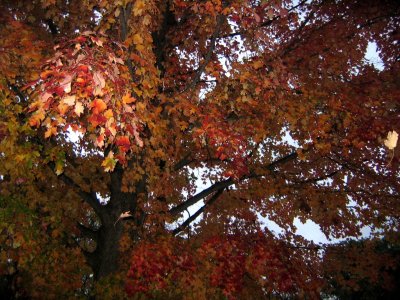 ahhhhhhhhhsome autumn proves that life spirit is bigger than we know