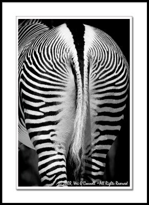 What you see is what you get Grevy's Zebra