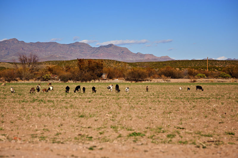 DSC_3170R900.jpg